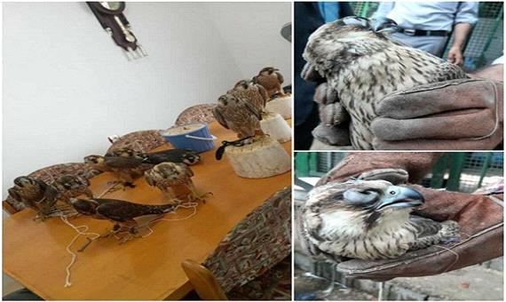 دستگیری قاچاقچیان پرندگان شکاری در شرق استان مازندران