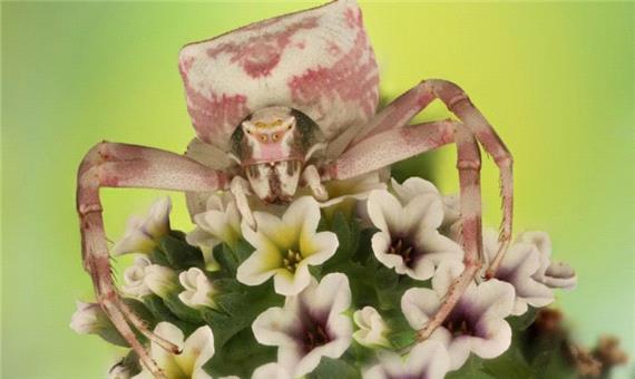 برندگان «مسابقه عکاسی از حشرات لومینار 2020» مشخص شدند