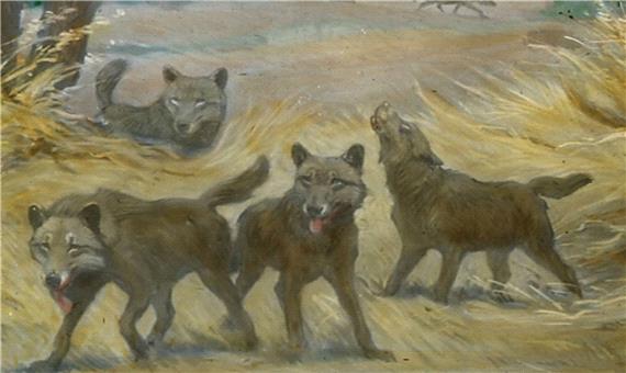 شواهد ژنتیکی جدید نشان می‌دهد گرگ‌های وحشت واقعا گرگ نبودند