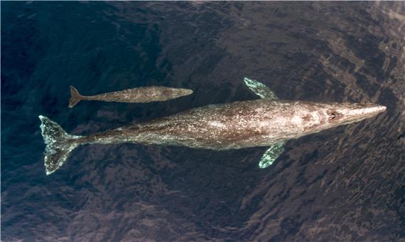 چرا انقراض نهنگ‌های خاکستری برای اکوسیستم اقیانوس‌ها خطرناک است؟