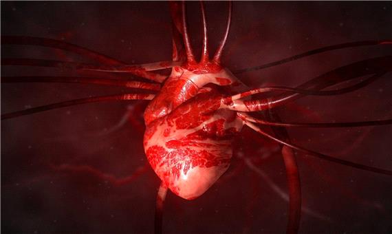 کووید 19 می‌تواند سلول‌های عضله قلب را از بین ببرد