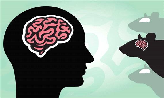 آیا پیوند سلول‌های مغز انسان به مغز حیوانات منع اخلاقی دارد؟