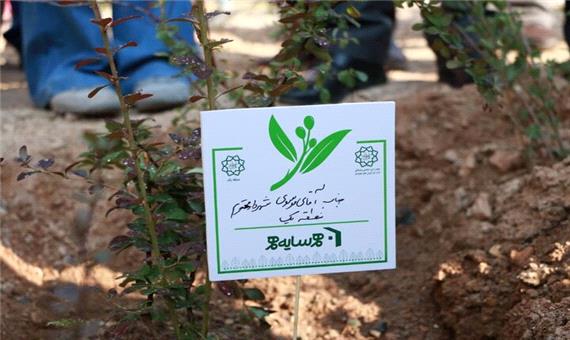 نخستین باغچه همسایه محله، در شمال تهران سبز شد